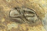 Rare, Agnostid Trilobite (Eodiscus) - St Davids, England #196677-1